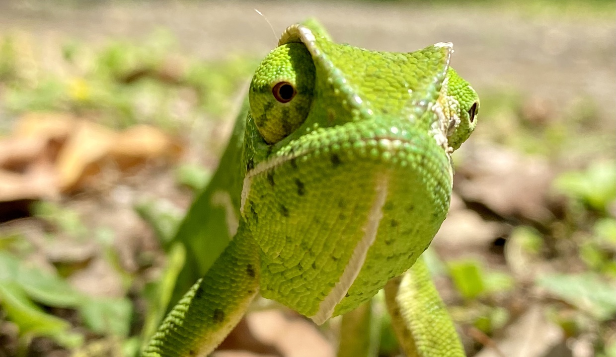Flap-neck Chameleon at Makakatana Bay Lodge in Lake St Lucia, iSimangaliso Wetland Park | KwaZulu-Natal, South Africa | Luxury bush and beach accommodation | Blog