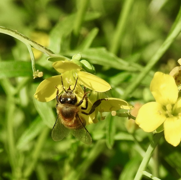 Bee on Rocket flowers in the Makakatana Bay Lodge Garden