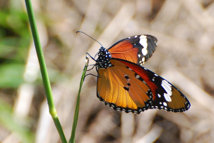 African Monarch Butterfly - Dinaus chrysippus orientis - Jaco du Plessis